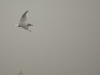 Mouette en vol