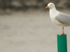Mouette sur un Picket