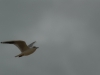 Mouette en Vol