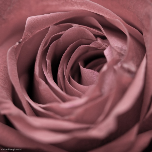 Photographe de mariage