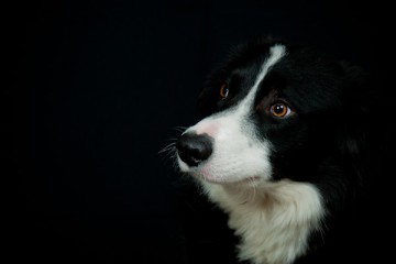 Profoto