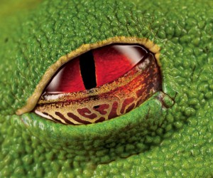 15 - Grenouille