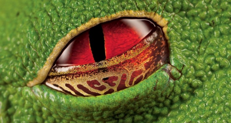 15 - Grenouille