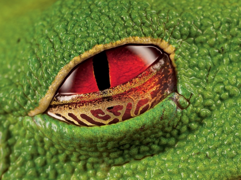15 - Grenouille