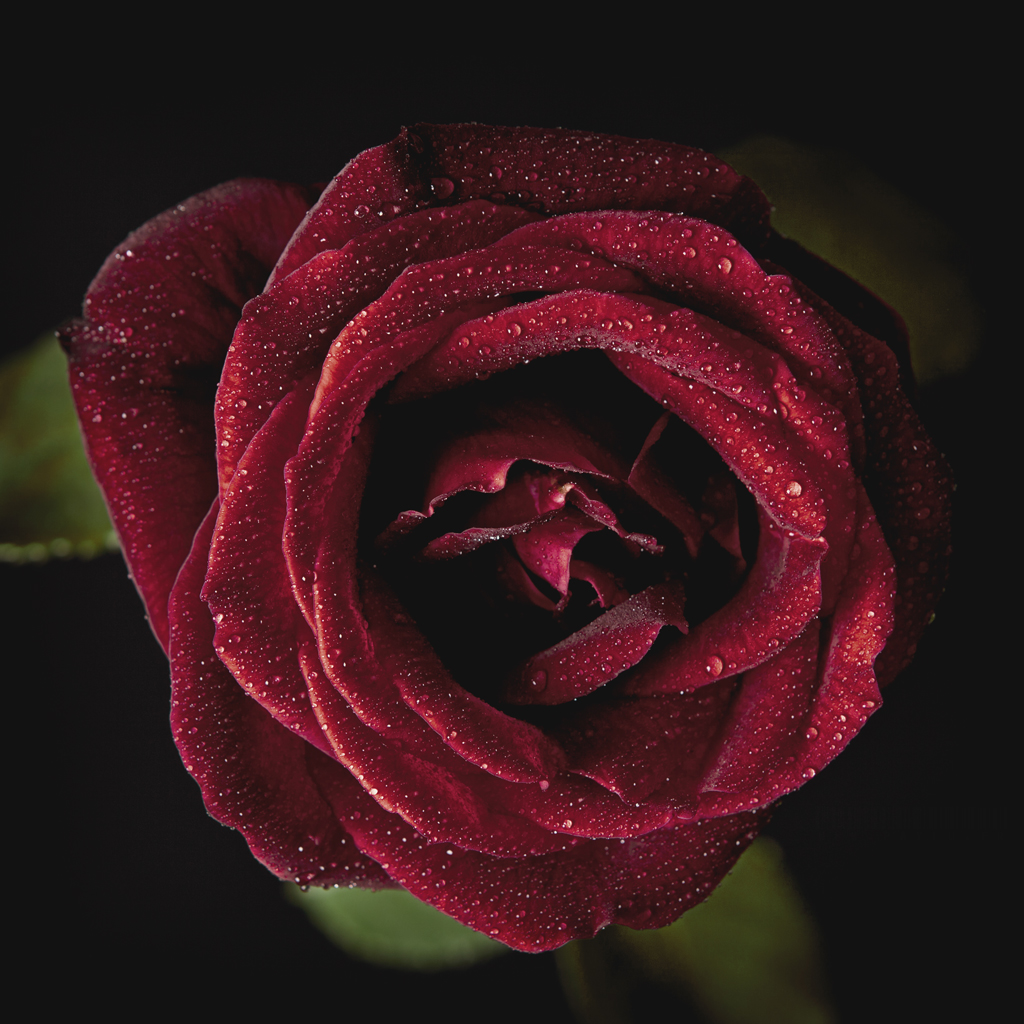 RoseEtRosee (1)