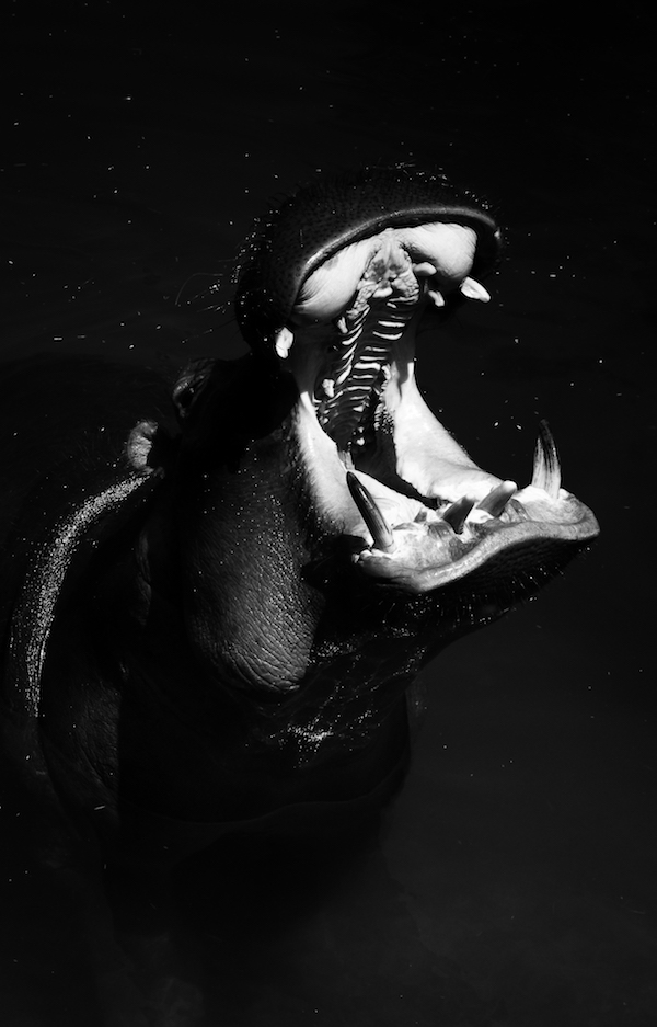 florence-sortelle-hippopotame