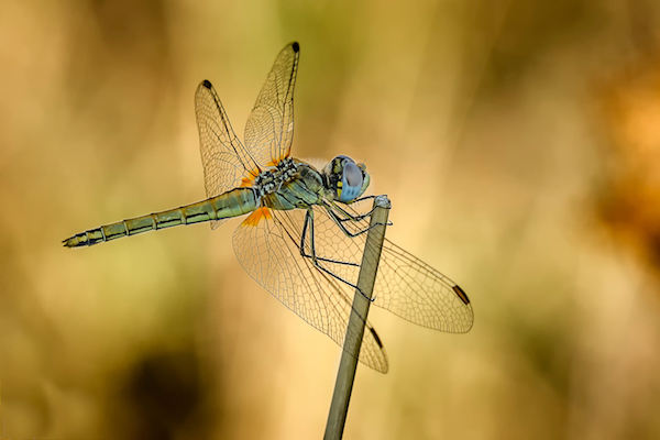 jean-alain-maurin-sympetrum-fonscolombii-au-couchant